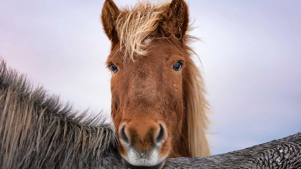 The Best Ever Guide to Horse Riding In Iceland