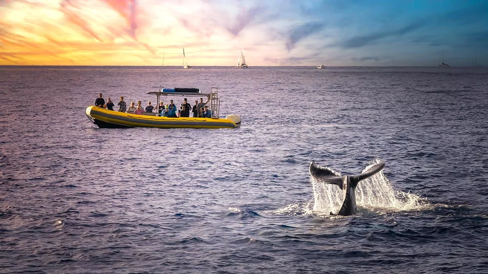 Whale Watching Adventures In Iceland