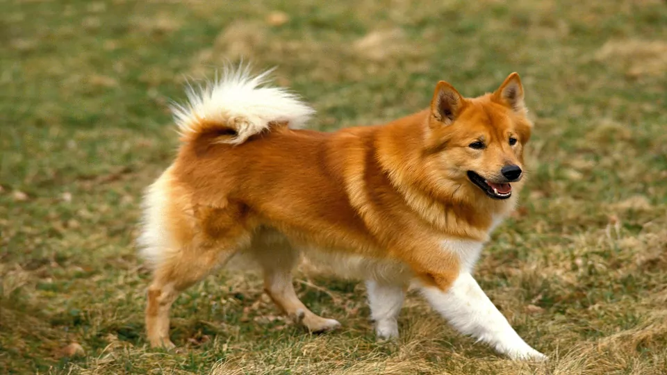 Dogs, Cats, and Reptiles In Iceland. Your questions answered!