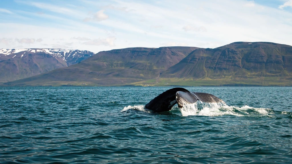 whale watching iceland