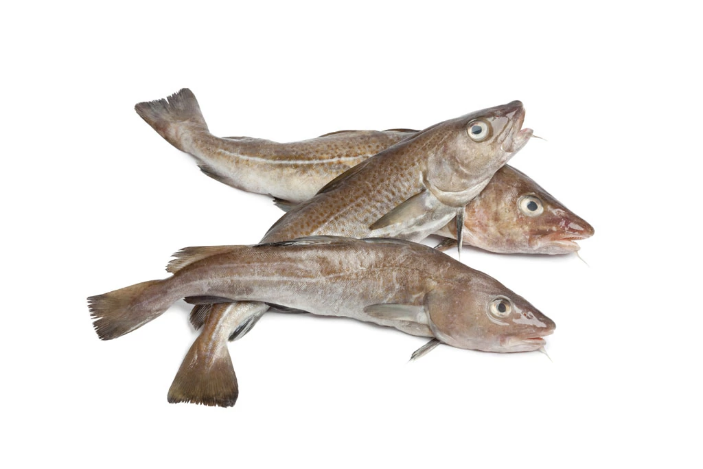 Icelandic cod fish